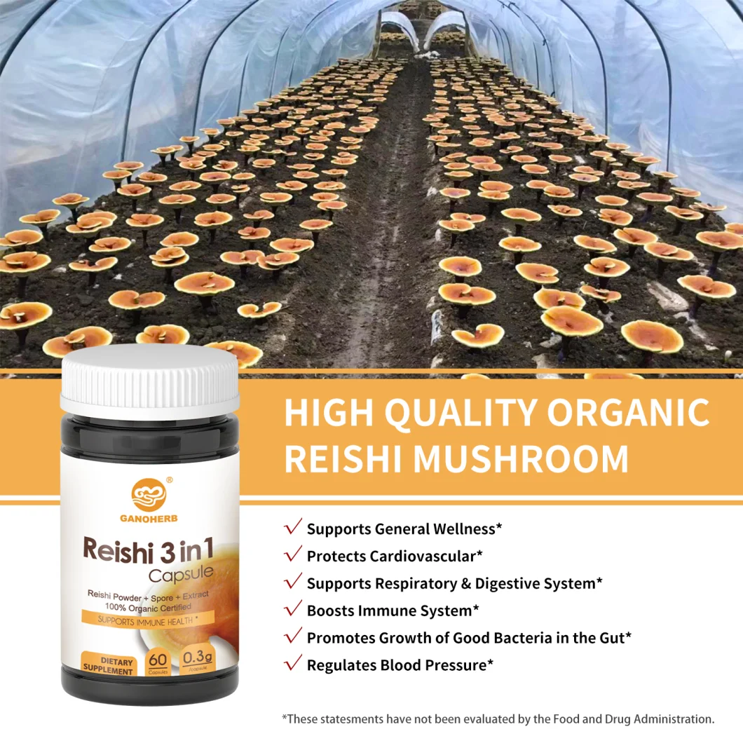 Dietary Plant Extract Supplement Organic Ganoderma Reishi Mushroom Reishi Extract Capsule