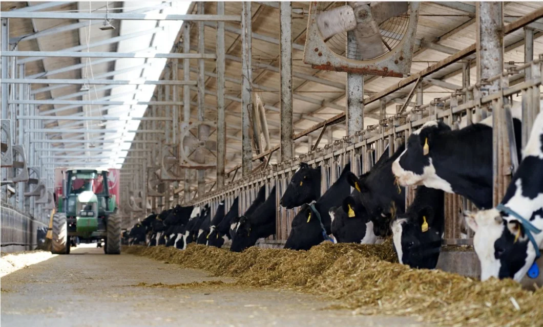 Organic Mineral Formulated for Dairy Cattle Trace Minerals for Ruminants Feed Additives