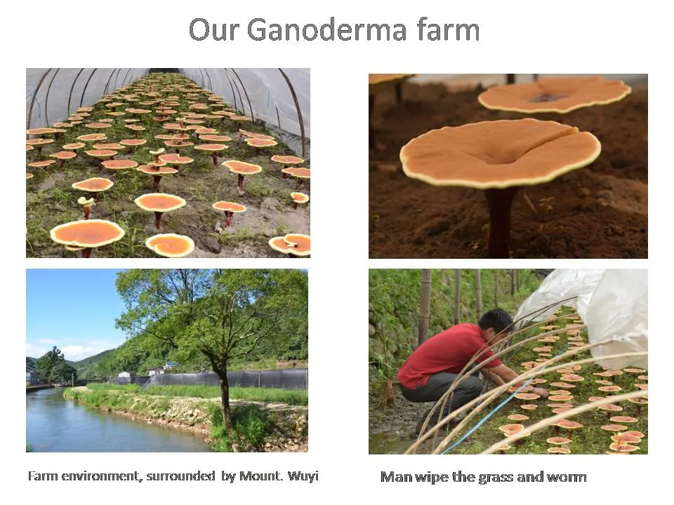 Dietary Plant Extract Supplement Organic Ganoderma Reishi Mushroom Reishi Extract Capsule