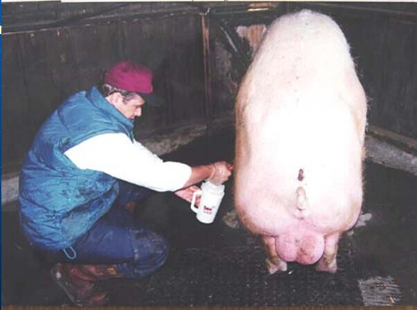 Boar Semen Filter for Swine/Pig Artificial Insemination